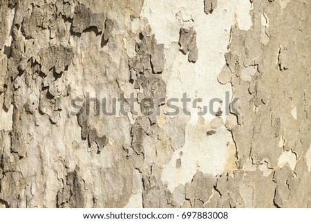 wooden bark tree texture on a tree trunk
