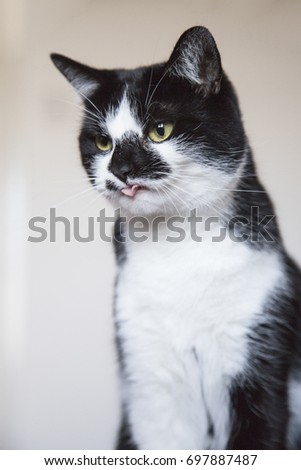 cute young cat with the tip of the tongue out after yawning