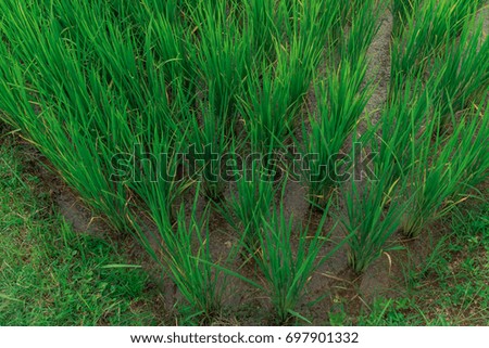 Po Nan Thailand Rice Field