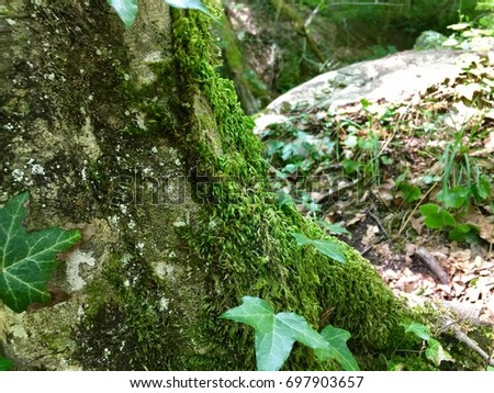 Beautiful, wild ivy on tree bark