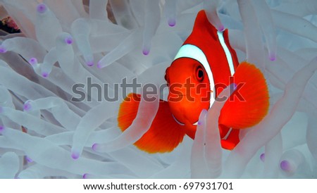 Spine Cheek clown fish in dying anemone Komodo Indonesia Royalty-Free Stock Photo #697931701