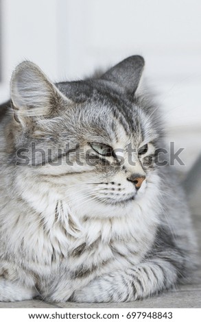 Purebred siberian cat female, hypoallergenic