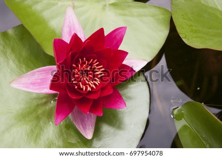 red water lily between green floating leaves