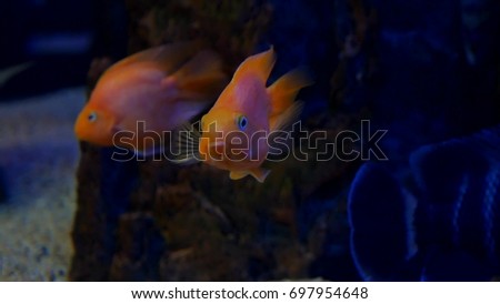 fish underwater in ocean. Fish swim in a video sea of beautiful ocean