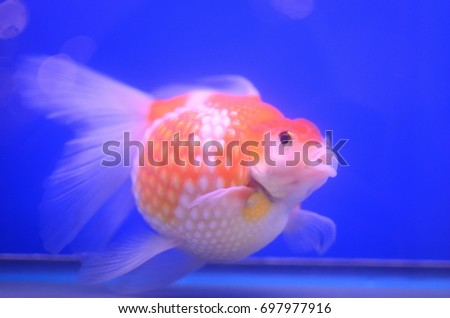 Colorful fish in fish tank