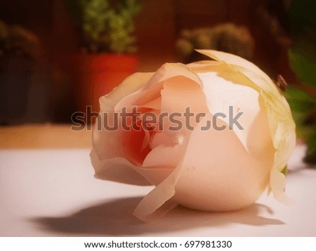 The big rose put on white desk,in abstract art design,vintage style,pastel soft color,warm light tone,blurry background