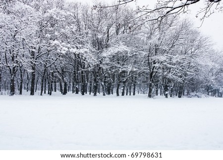 snowfall in forest
