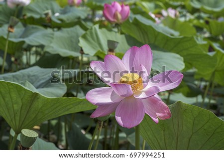 Lotus in the Primorye Territory