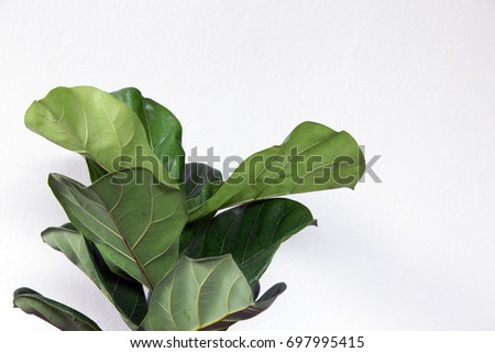 fiddle leaf fig tree on white background. Royalty-Free Stock Photo #697995415