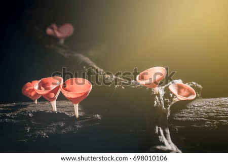 Mushrooms, a beautiful red cup