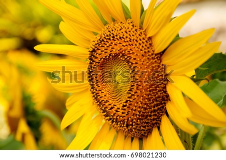 Beautiful sunflowers.closeup