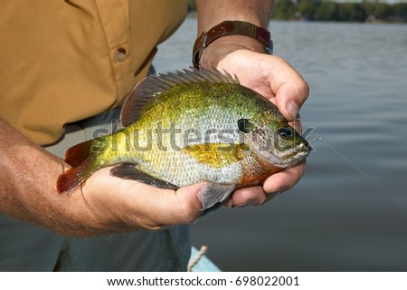 Fisherman holding bluegill fish in close-up, Lepomis macrochirus Royalty-Free Stock Photo #698022001