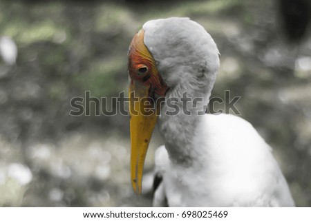 The painted stork is a large wader in the stork family. It is found in the wetlands of the plains of tropical Asia