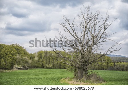Dead tree in the middle of the field with spring colored trees