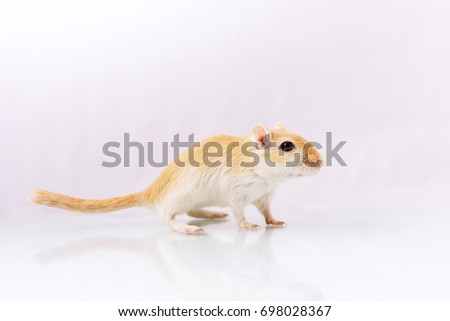 Fluffy small rodent - gerbil on white  background