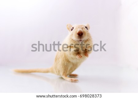 Fluffy small rodent - gerbil on white  background  looking in camera