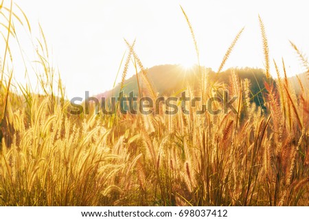 Morning sunshine on mountain. Feather pennisetum or Mission grass backlitght glow against the sunlight  with sunflare, high mountain background