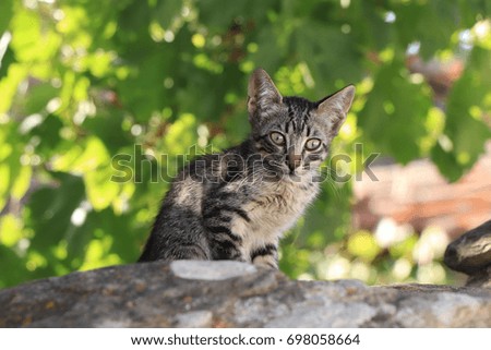 Little kitten sitting in a garden