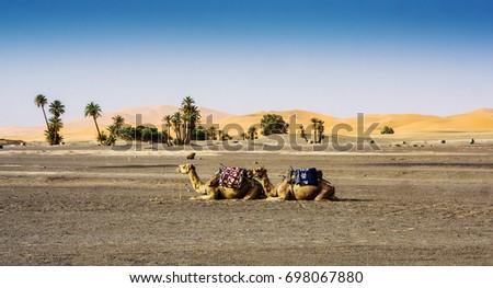 Camels in sand dunes of Erg Chebbi, Morroco, Africa.