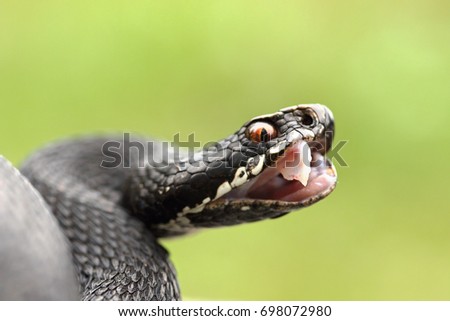 black european common  viper showing her fangs ( Vipera berus, female ), focus on venomous  teeth Royalty-Free Stock Photo #698072980