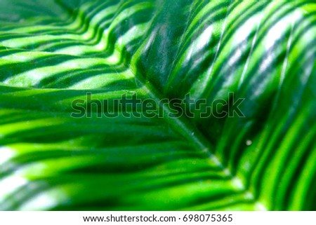 green, nature, fresh, plants, abstract wallpaper, background, texture, leaf, leaves, fern