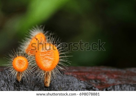 Macro photography of orange cup fungi has long hair around the cup, grow on the tree trunk with blurred background of green forest. Shallow depth.
