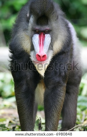 Mandrill Monkey