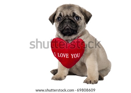 Little pug puppy with sign "I Love You".
