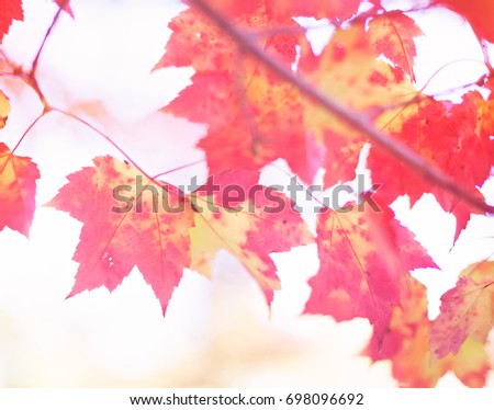Vintage Autumn or Fall Foliage