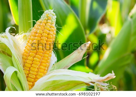Yellow corn cob in green leaves on a farm field. Empty space for text
