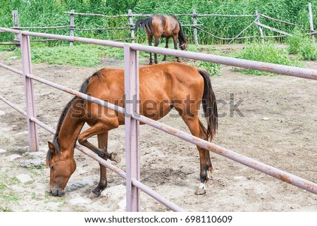 Horses on the Farm 