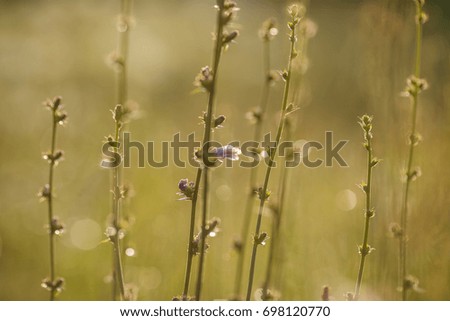 Photo of meadow flowers on defocused background. Toned photo