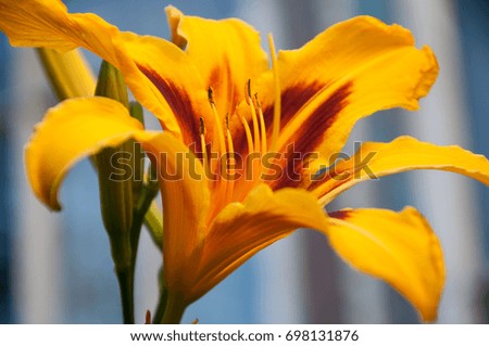 yellow garden Lily closeup on blurred background