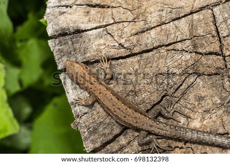 Lizard Lacerta agilis lies on a cracked wooden stump, animal background
