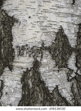 close up birch tree bark natural background