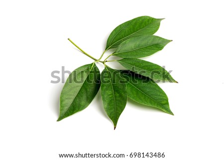 Camphor Tree, green leaves on white background. Royalty-Free Stock Photo #698143486