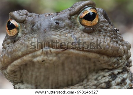 A true toad is any member of the family Bufonidae, in the order Anura