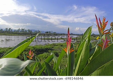 The bird of paradise flower with the Maeping river view, Chiangmai Thailand

