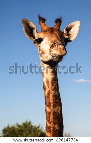 giraffe portrait on clear blue sky