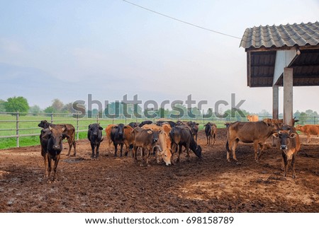 A herd of cows while they are relaxing in a cowshed.