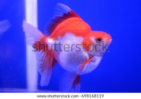 Colorful fish in fish tank