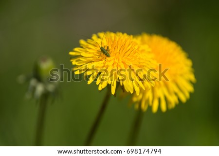 tiny green cricket on a yellow dandelion against blurred background. selective focus. shallow depth of fields.