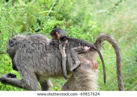 A chacma baboon carrying her young on her back, photographed in South Africa.