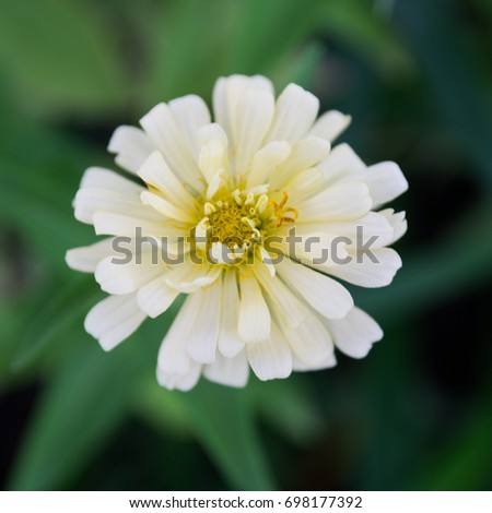 Closeup white beautiful flower