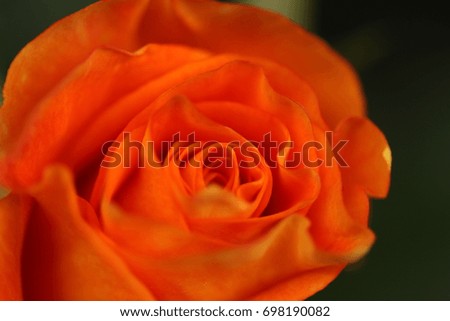Orange and Yellow Rose