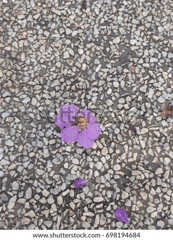 Purple flower on the pebbles.