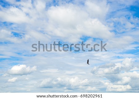 Eagle against blue sky background
