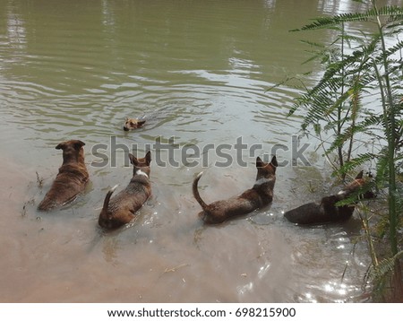 dogs swimming in river