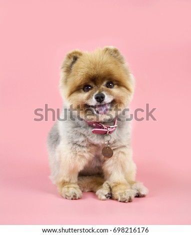 Dog pomeranian sitting smiling posing on pink backdrop