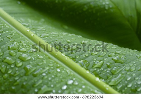 Green background Rain drops on the underside of leaves of banana leaves.